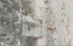 --Cavallermaggiore Chiesa di San Pietro Foto 6