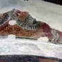 --Scarnafigi Chiesa della Santissima Trinità Foto 38