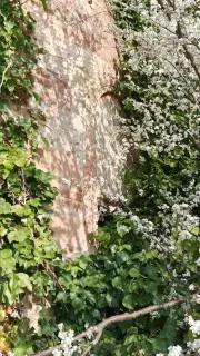 Resti - Pieve di San Vitale a Occimiano