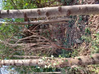 Vista - Resti Della Cappella di San Giacomo a Scarmagno