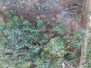 Muratura faciata - Resti Della Cappella di San Giacomo a Scarmagno