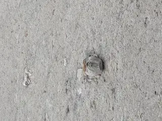 Inserto antropomorfo - Chiesa di San Giacomo a BellinoFrazione Chiesa