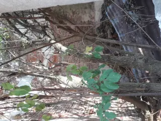 Interno in rovina - Chiesa della Madonna del Buontempo o delle Grazie a Ceresole d'AlbaFrazione Novareisa