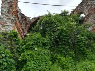Interno diroccato e invaso dalla vegetazione - Chiesa di Sant'Eugenio a Lenta